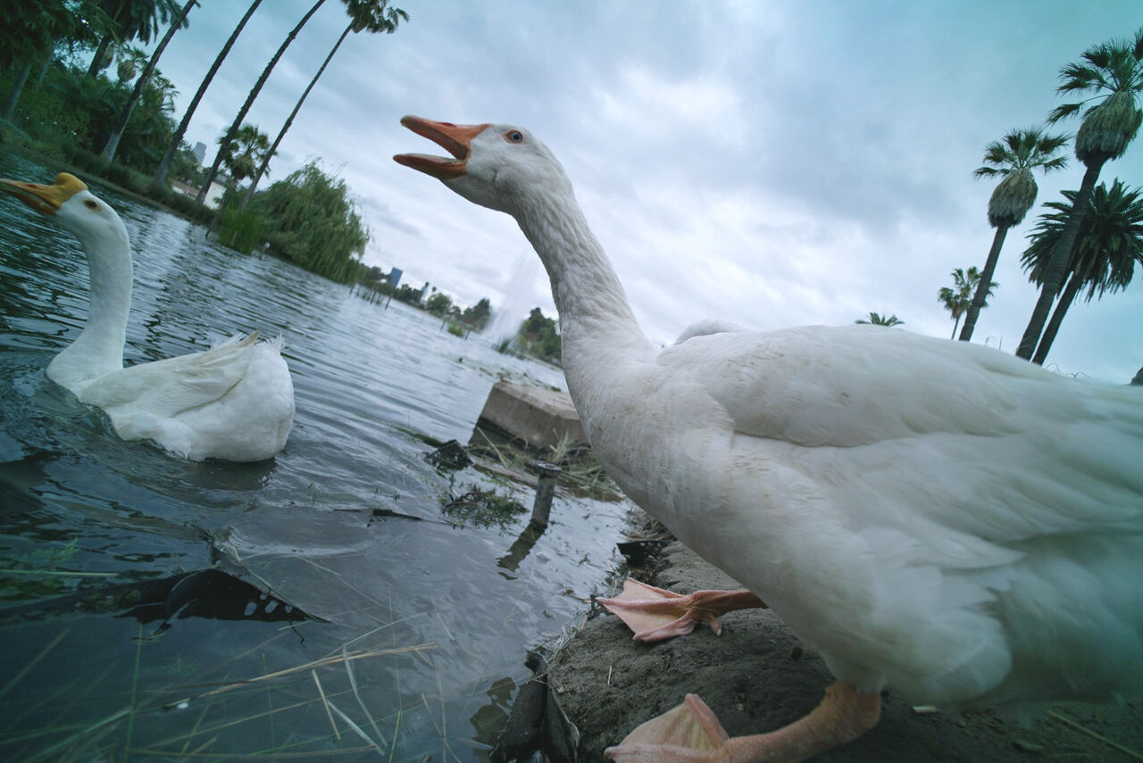 Two white geese at the edge of a pond lined with palm trees